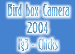 Bird Box Camera 2004 - Page 3c - Chicks