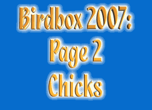 Birdbox 2007 - page 2 - Chicks