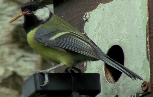 Parent bird with mealworm - picture extracted from the Bird Box 2014 video