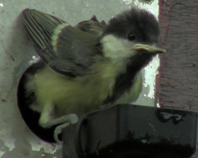 Young bird about to leave the Bird Box - picture extracted from the Bird Box 2014 video